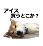 しゃべる柴犬（日常会話編4）（個別スタンプ：9）