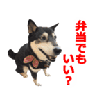 しゃべる柴犬（日常会話編4）（個別スタンプ：13）