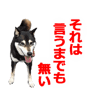 しゃべる柴犬（日常会話編4）（個別スタンプ：27）