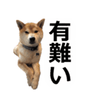 しゃべる柴犬（日常会話編4）（個別スタンプ：28）