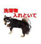 しゃべる柴犬（日常会話編4）（個別スタンプ：30）