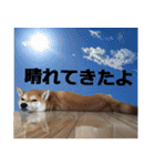 しゃべる柴犬（日常会話編4）（個別スタンプ：31）