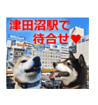 しゃべる柴犬（日常会話編4）（個別スタンプ：40）