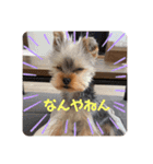 ぴののきもち（個別スタンプ：16）