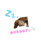 ミニチュアダックスsugar（個別スタンプ：5）