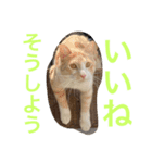 るったん - Luana（個別スタンプ：4）