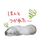 うさぎのはな  日常スタンプ（個別スタンプ：2）