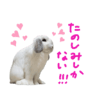 うさぎのはな  日常スタンプ（個別スタンプ：3）