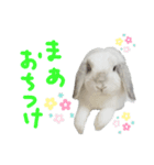 うさぎのはな  日常スタンプ（個別スタンプ：4）