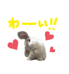 うさぎのはな  日常スタンプ（個別スタンプ：6）