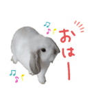 うさぎのはな  日常スタンプ（個別スタンプ：9）