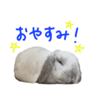 うさぎのはな  日常スタンプ（個別スタンプ：10）