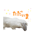 うさぎのはな  日常スタンプ（個別スタンプ：13）
