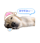 Shellyの日常（個別スタンプ：4）