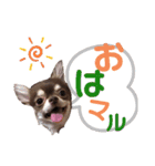 八木沢さん家のマルちゃん（個別スタンプ：3）