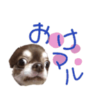 八木沢さん家のマルちゃん（個別スタンプ：5）
