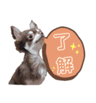 八木沢さん家のマルちゃん（個別スタンプ：6）