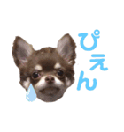 八木沢さん家のマルちゃん（個別スタンプ：11）
