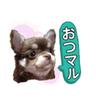 八木沢さん家のマルちゃん（個別スタンプ：16）