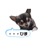 八木沢さん家のマルちゃん（個別スタンプ：17）
