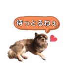 八木沢さん家のマルちゃん（個別スタンプ：19）