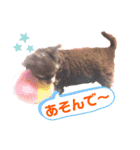 八木沢さん家のマルちゃん（個別スタンプ：31）