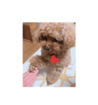 トイプのゆきちゃんだよ（個別スタンプ：2）