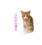 ボギーとしょうきちともも（個別スタンプ：1）