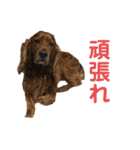 ボギーとしょうきちともも（個別スタンプ：2）