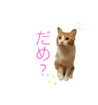 ボギーとしょうきちともも（個別スタンプ：5）
