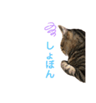 ボギーとしょうきちともも（個別スタンプ：17）