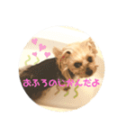 ヨーキーちゃみさん（個別スタンプ：1）