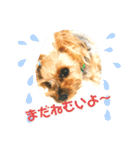 ヨーキーちゃみさん（個別スタンプ：9）