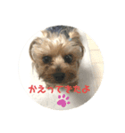 ヨーキーちゃみさん（個別スタンプ：20）