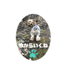 ヨーキーちゃみさん（個別スタンプ：22）