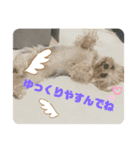 ヨーキーちゃみさん（個別スタンプ：24）