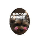 ヨーキーちゃみさん②（個別スタンプ：2）