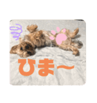 ヨーキーちゃみさん②（個別スタンプ：4）
