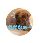 ヨーキーちゃみさん②（個別スタンプ：7）
