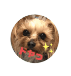 ヨーキーちゃみさん②（個別スタンプ：10）