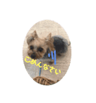 ヨーキーちゃみさん②（個別スタンプ：14）