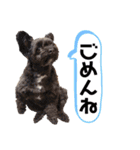 ラム＆ボブpart2（個別スタンプ：21）