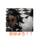 しーちょこすたんぷ（個別スタンプ：1）