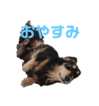しーちょこすたんぷ（個別スタンプ：3）