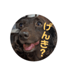 しーちょこすたんぷ（個別スタンプ：7）