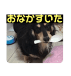 しーちょこすたんぷ（個別スタンプ：9）