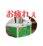 あいさつはネコちゃんで（個別スタンプ：1）