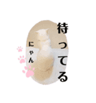 あいさつはネコちゃんで（個別スタンプ：2）