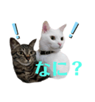 あいさつはネコちゃんで（個別スタンプ：3）