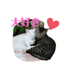 あいさつはネコちゃんで（個別スタンプ：4）